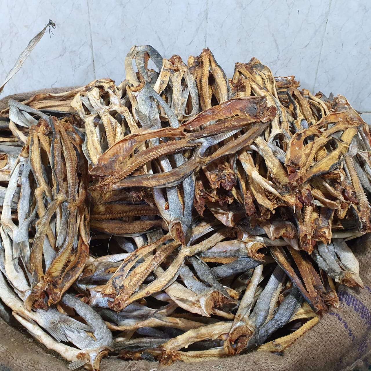 কোরাল শুঁটকি