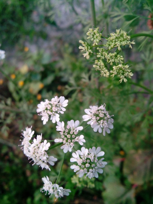 ধনিয়া ফুলের মধু